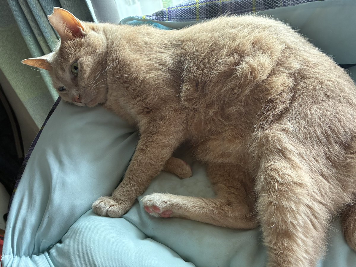 buntyouing's tweet photo. ゴロンッと、くつろぎトラ猫トキくん🐱

「まだ眠い…？それよりゴハンっす」

#猫のいる暮らし #猫 #とら猫 https://t.co/gKSe6LLpLj
