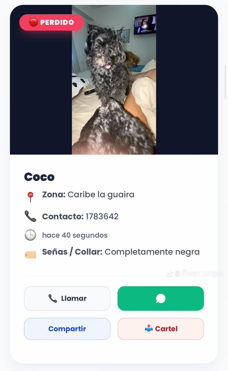 _angg09's tweet photo. 🚨 MASCOTAS DESAPARECIDAS 
📍Res. Elite Beach, Caribe La Guaira cerca de mcdonald's 
Theo (marrón) es macho, Coco y Samira son hembras https://t.co/fTSSTrj8Ce