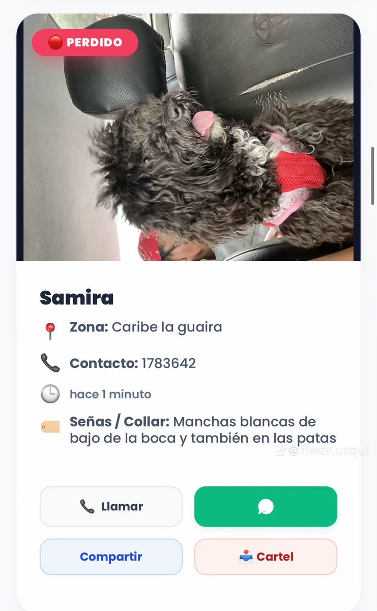 _angg09's tweet photo. 🚨 MASCOTAS DESAPARECIDAS 
📍Res. Elite Beach, Caribe La Guaira cerca de mcdonald's 
Theo (marrón) es macho, Coco y Samira son hembras https://t.co/fTSSTrj8Ce