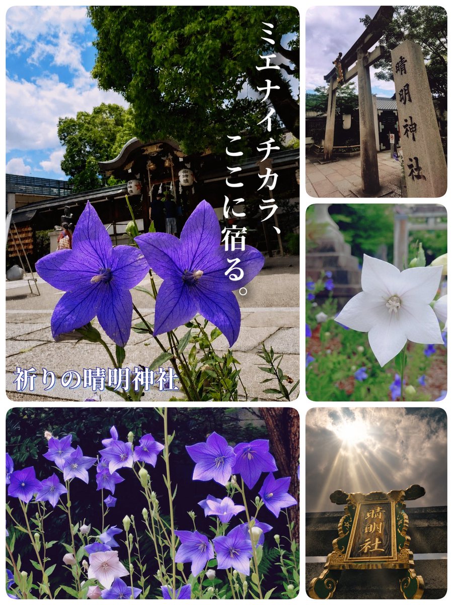 Komo1977's tweet photo. 足を踏み入れた瞬間、
空気が一変して風が走った。
桔梗が揺れ、光が差し込む。
まるでミエナイチカラに
呼ばれたみたいに。
#晴明神社
#桔梗
#神風
#エモい瞬間
#ミエナイチカラ
#京都
#京都好きな人と繋がりたい
#kyotomagic https://t.co/tZNQiDejh1