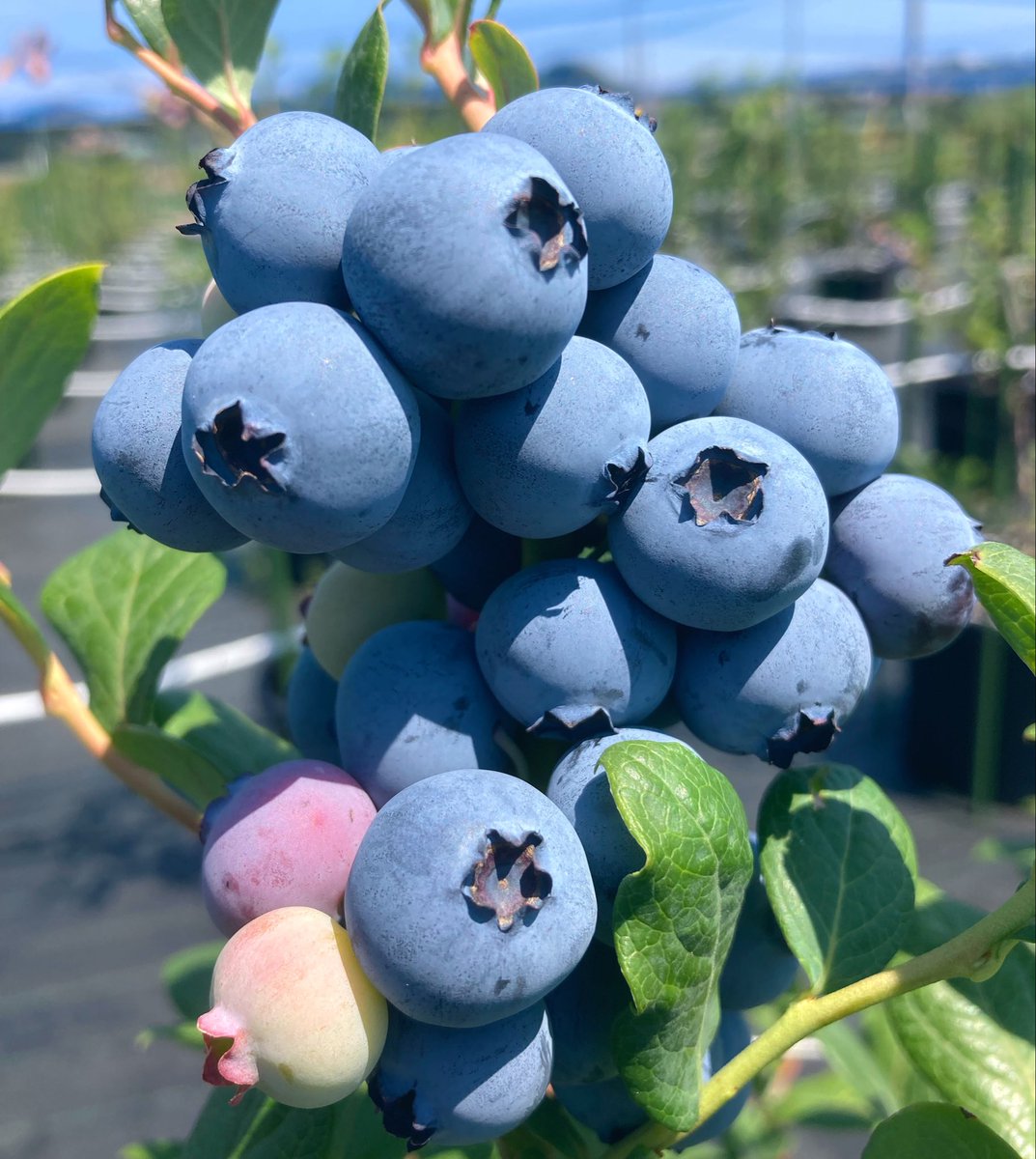 iwasakifarm's tweet photo. 【お知らせ】
7月11日(土)よりブルーベリー狩りスタートします。約20品種・1,500株の大粒ブルーベリーが食べ放題！旬の果実を食べ比べながら、心ゆくまで味わってください🫐
🔗 詳細・ご予約はこちら
https://t.co/2esBWjG4yz https://t.co/RRReV34qy2
