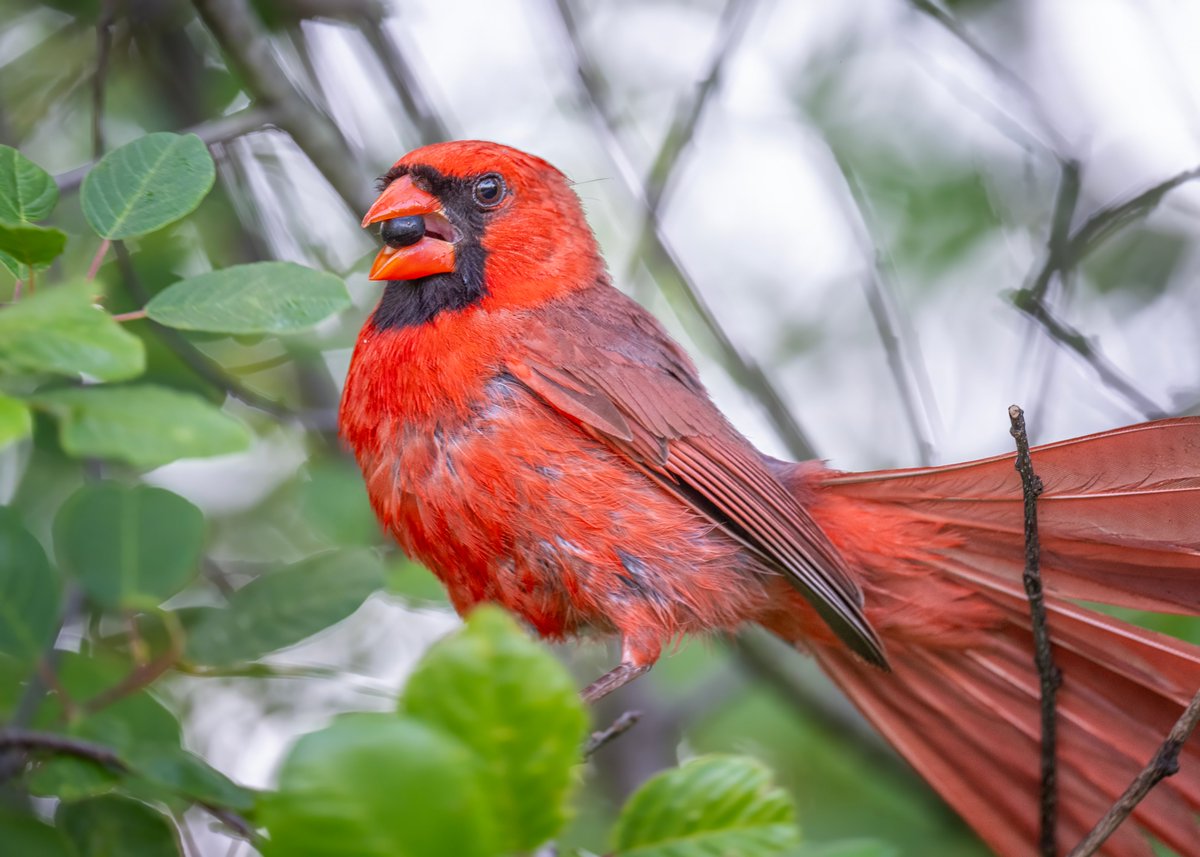 JocAPhotography's tweet photo. A male Northern Cardinal after plucking a berry from a bush https://t.co/kovFfbhb71