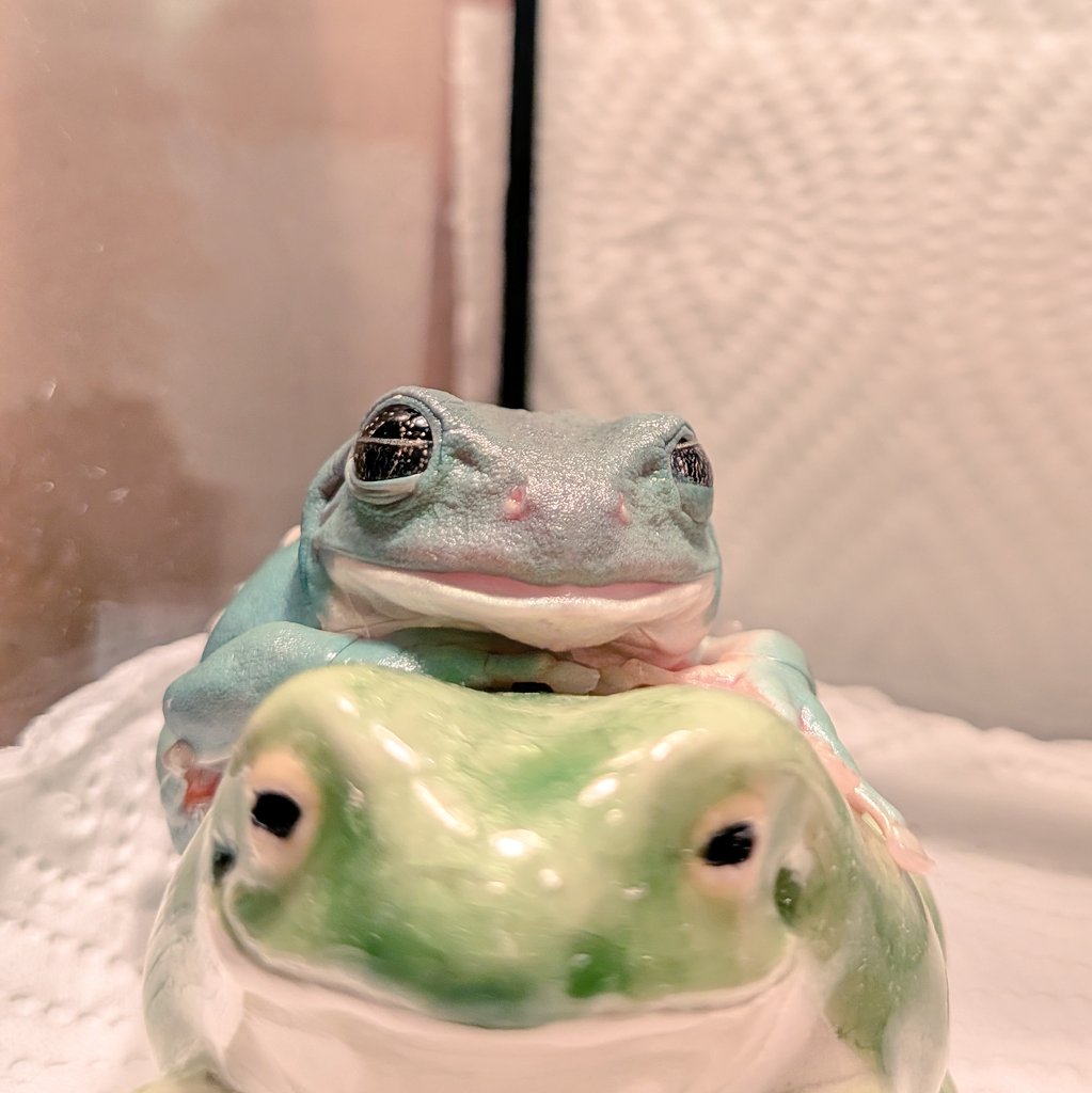 yvonne_yadochi's tweet photo. あなた、きのこに全然入らないのね🥹シェルター使うタイプのカエルじゃないんかね？踏み台として使ってるみたいだからいいけどさ🍄 https://t.co/KjygpBCcW1