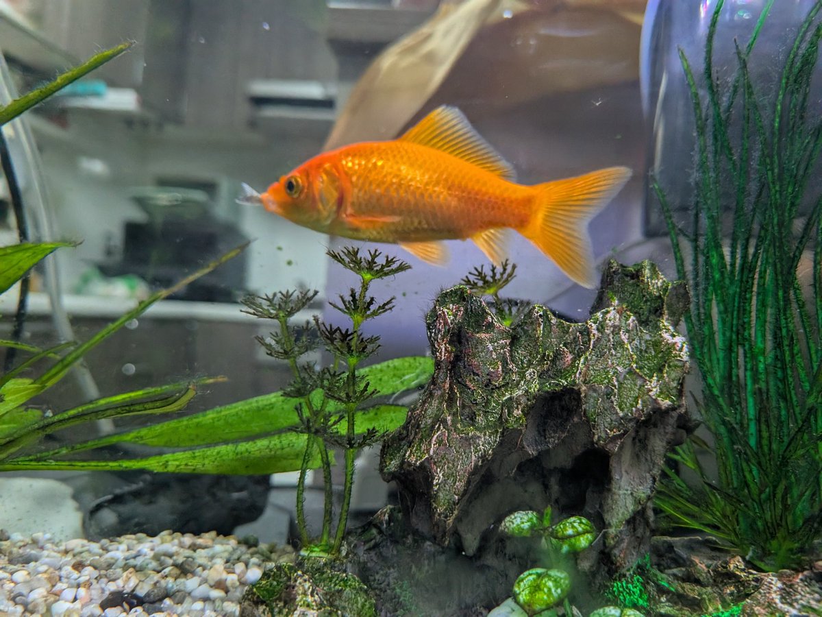 10channel3's tweet photo. おーい、待て待て。コケ食ってくれる魚が食われとるやん。一夜で3匹全部消えてるやん。金魚こわ https://t.co/6d79HoZDLP