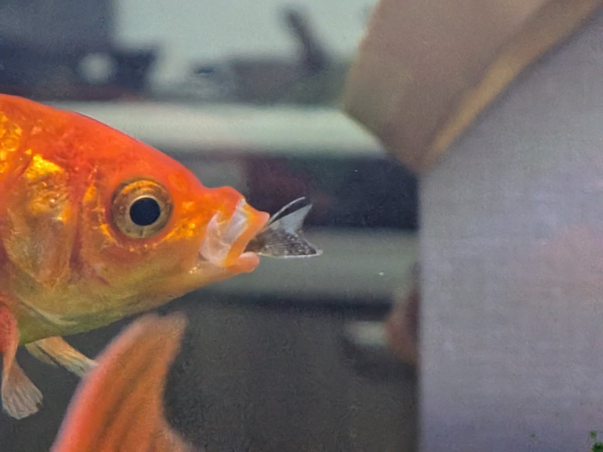10channel3's tweet photo. おーい、待て待て。コケ食ってくれる魚が食われとるやん。一夜で3匹全部消えてるやん。金魚こわ https://t.co/6d79HoZDLP