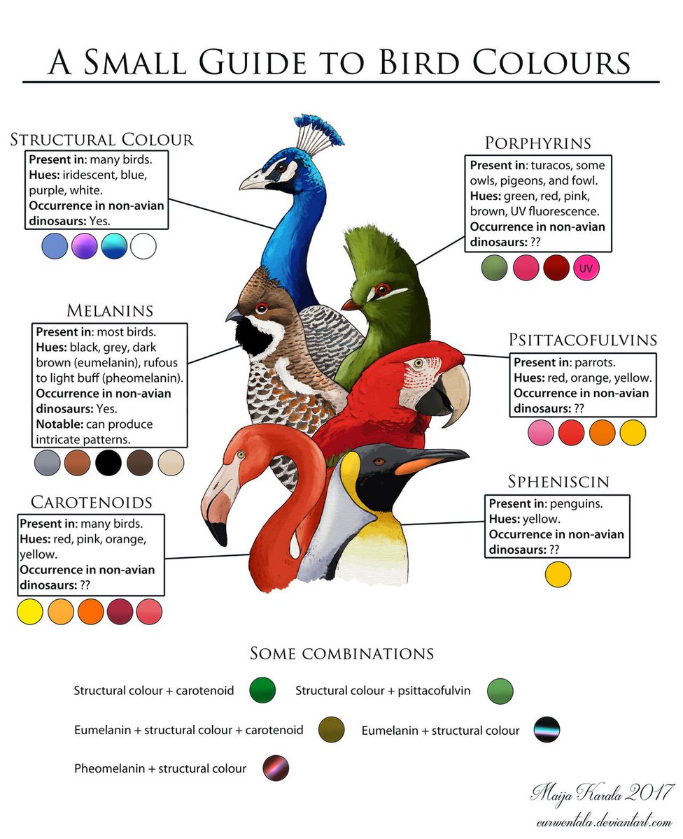 paleobyliam's tweet photo. This incredible graphic is by Maija Karala and is an excellent crash-course in bird (and honestly animal) color/pigmentation. Check it out! I’ve continually come back to this for reference and always love sharing it with others 🐧🐦🐤🏳️‍🌈 https://t.co/4AKpVNnG0h
