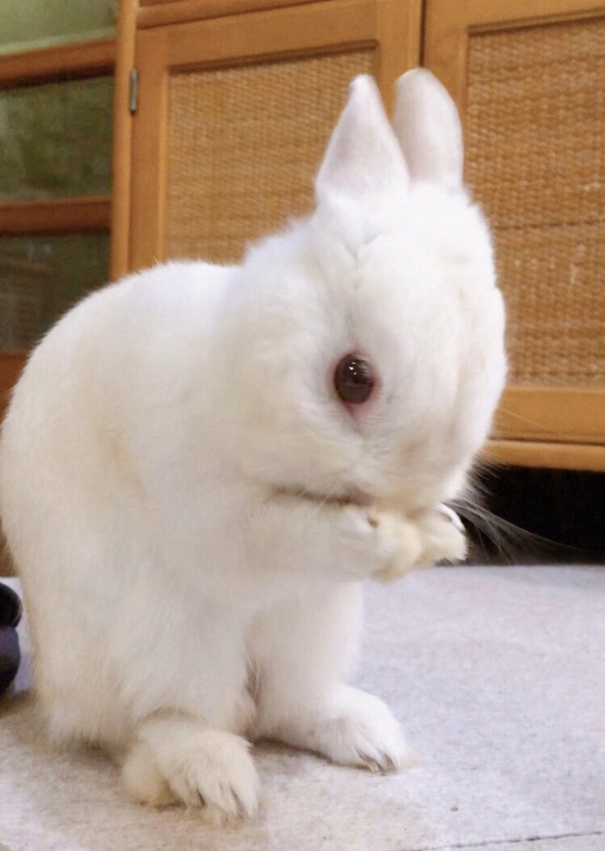 chiyo_ya00's tweet photo. クシクシ身だしなみを整えております🐰✨ https://t.co/mNyfxN0YKH