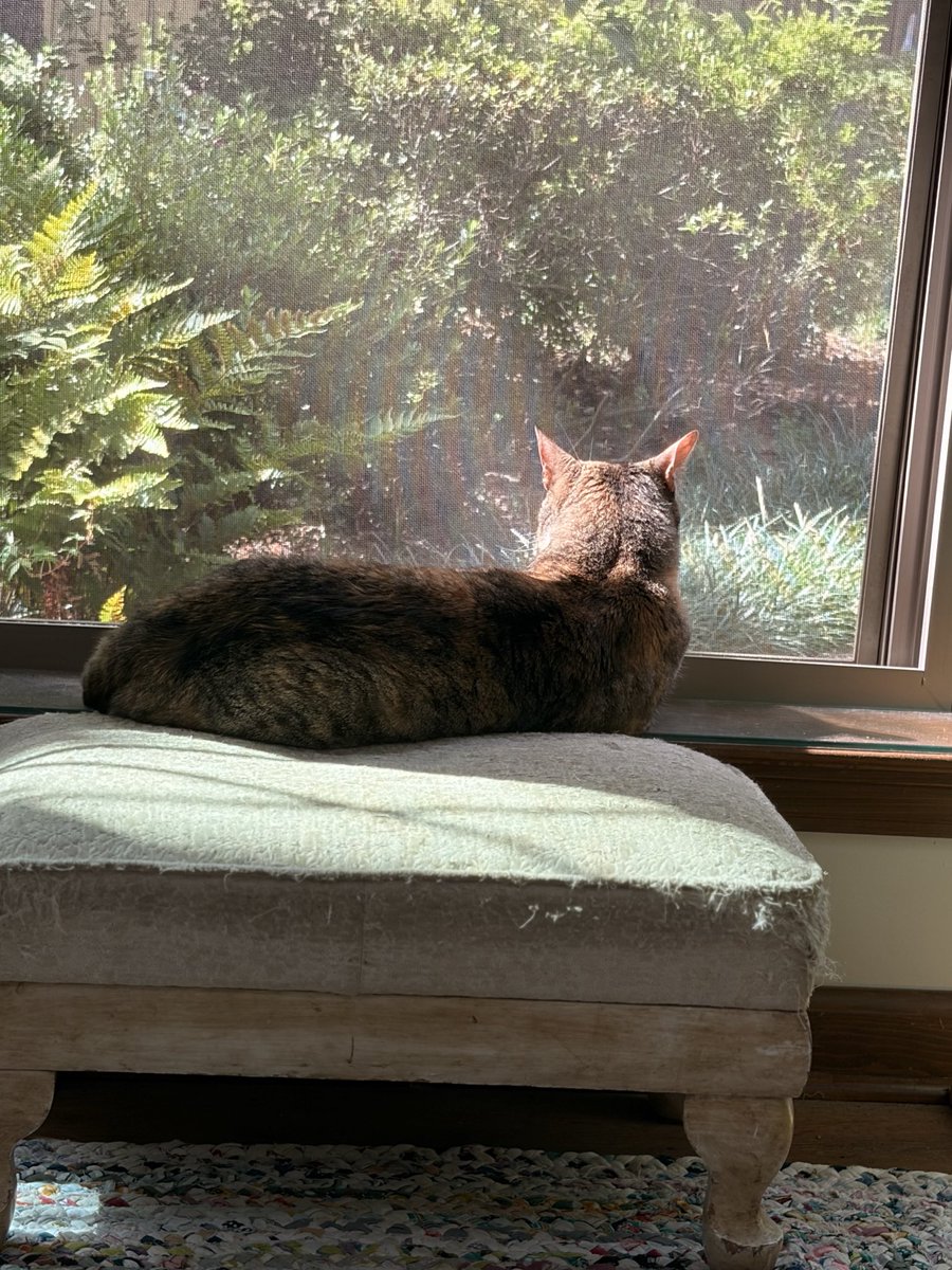 KEL0818's tweet photo. The queen of her domain #faethecat 😻 https://t.co/yMrm6xD0ei