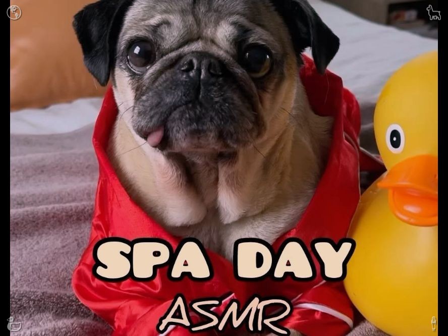 derrick7k's tweet photo. For beginners: 2 ways to boost productivity with no downsides! The lively energy of puppies brightens even the most mundane days. Their free-spirited running and jumping embody pure vitality, helping people rediscover passion for everyday life. https://t.co/LeUMqri19b