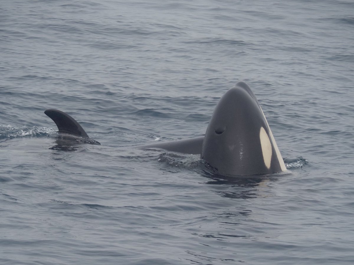 WhaleToki's tweet photo. 顔を出すシャチ。急にヒョコっと出てくる。子供が特にやる。

シャチの視力、0.1程度と聞いたことがある。裸眼並み。同じようなモノの見え方してるのかな…？ https://t.co/uW95wHstGH