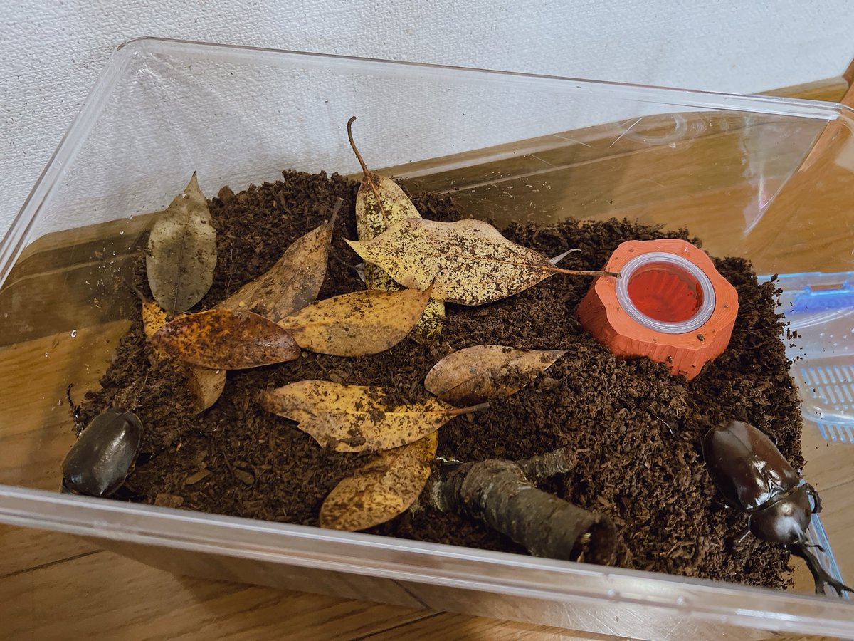 Chamu_Chamu0299's tweet photo. ちなみに我が家のカブトムシ達は元気です(写真撮るの壊滅的に下手すぎて草)
※さっき文章間違えてたので再投稿 https://t.co/V9hOvISksA