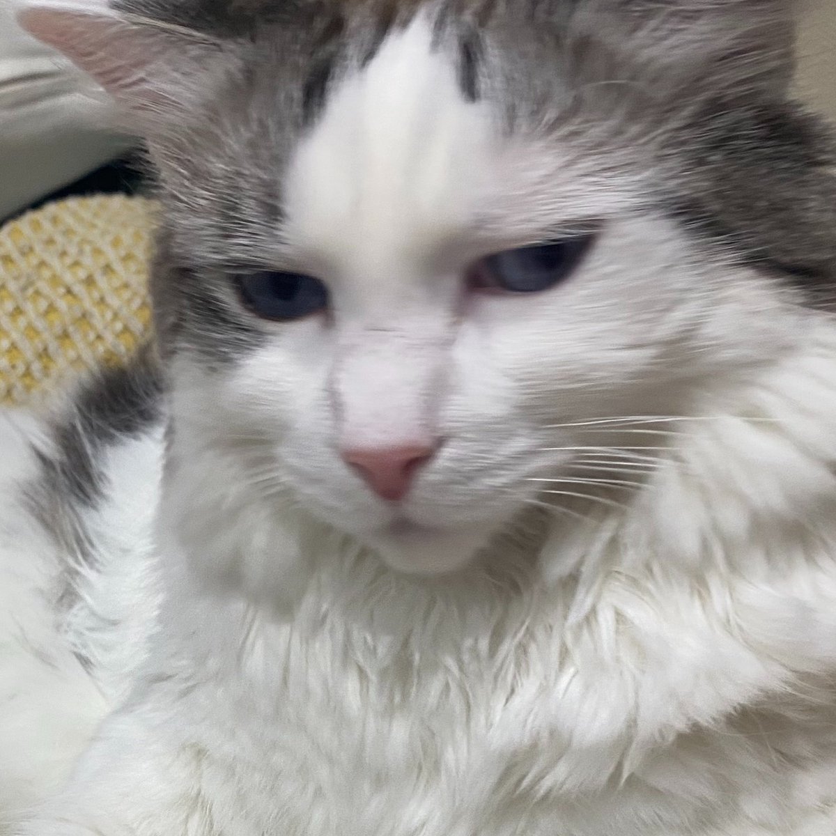 PrimcessMochi tweet picture