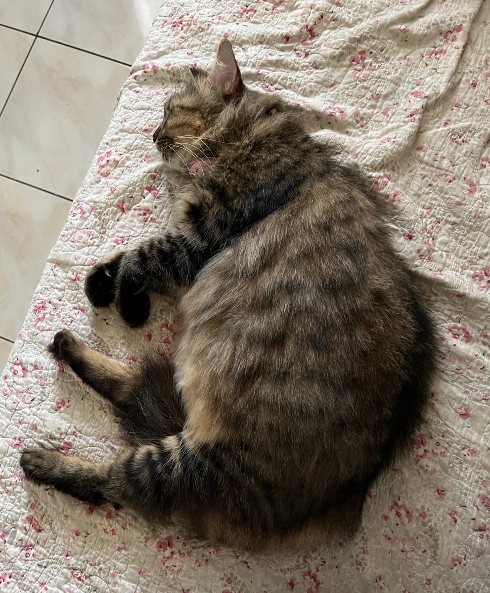 jenotized's tweet photo. @chocolatyaa kaaaa halooo nama akuu jugaa cireng, akhirnyaa ketemu sesama cireng https://t.co/keVOYmGFhh