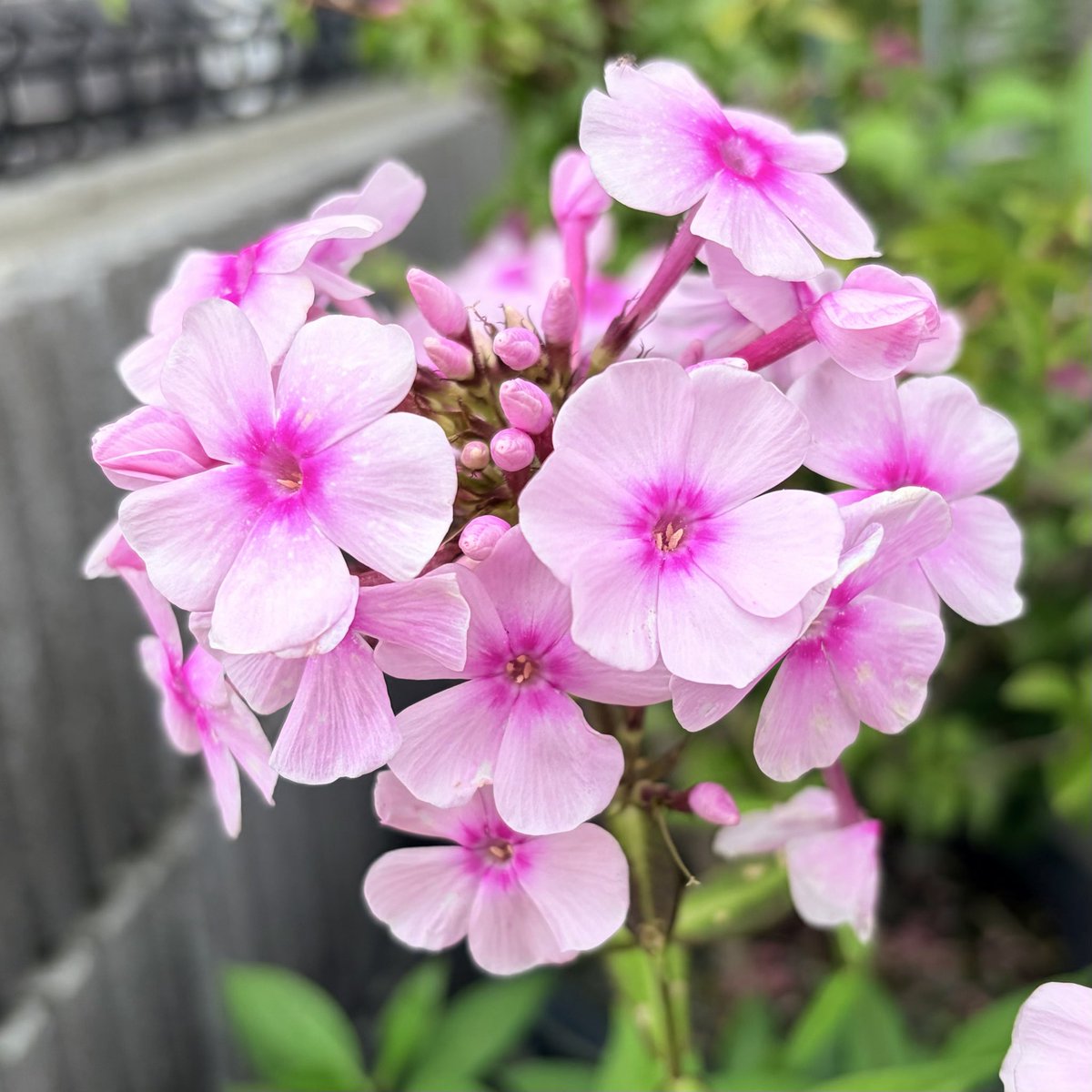 hmotclassical's tweet photo. 6月に咲く花のクサキョウチクトウ🌸 https://t.co/EnrAQbPSft