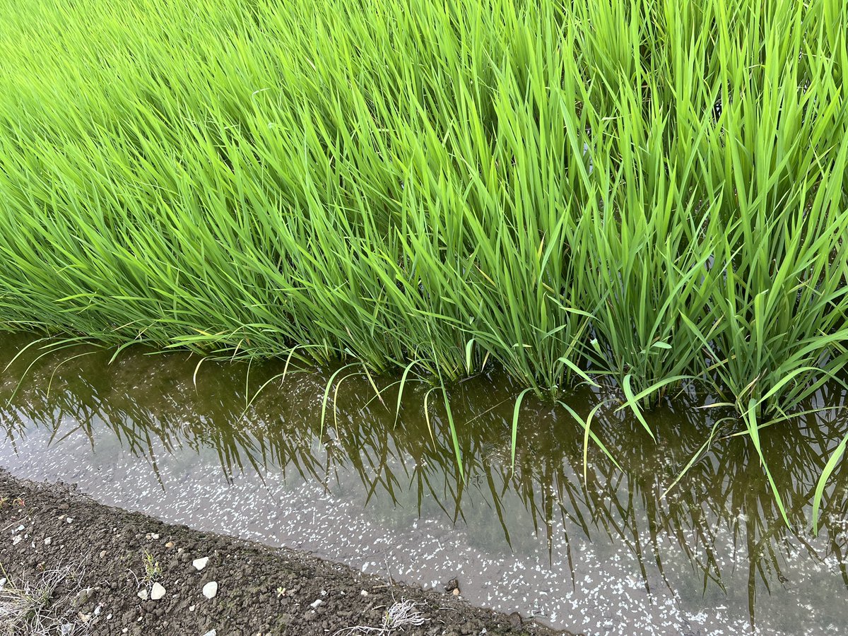 skyfarmer_drone's tweet photo. おはようございます！
散布作業中です！

今日は天候もちょうど良く、作業がとてもやりやすい一日です☀️
粒剤散布もいよいよ終盤へ。

来週からは殺虫・殺菌散布が本格スタートし、一気に忙しくなりそうです！
引き続き安全第一でしっかり対応していきます🚁
#ドローン散布
#除草剤 https://t.co/jt3iT0AGJd