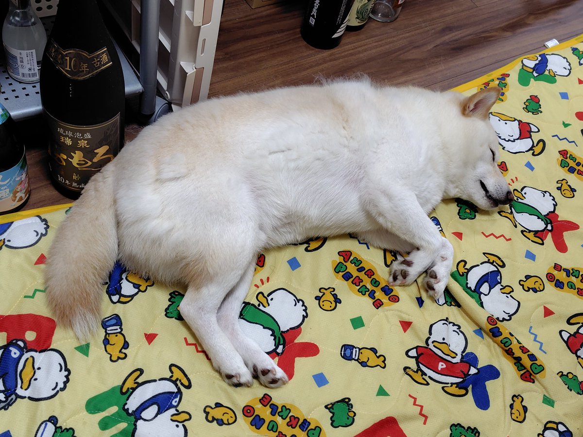 thundergotthard's tweet photo. 酒瓶に囲まれて寝るカツオくん🐶💤。#柴犬　#白柴 https://t.co/Emt8otLIBK