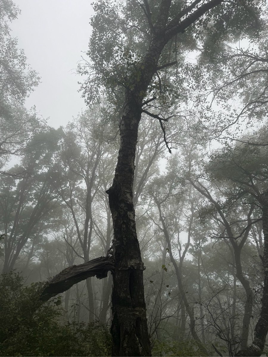 MelanieLevecque's tweet photo. Just hiked a misty mountain trail and watched the sun break through the clouds—this quiet, vivid moment makes every step of the climb worth it.， https://t.co/kNJ4NwPz6u