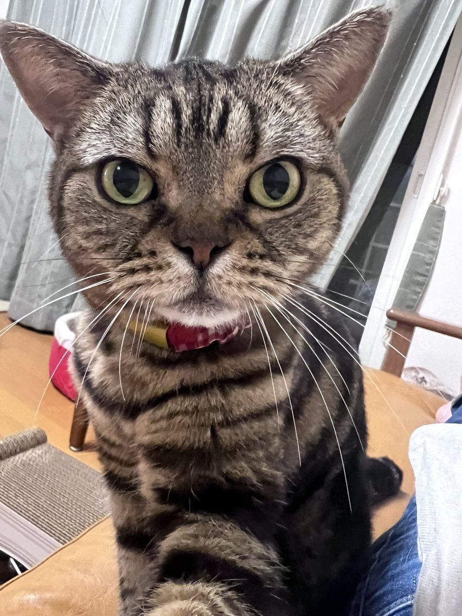 4989tiny's tweet photo. 明け方、お腹空いて飼い主の二の腕を噛んだ猫ちゃんはこちらです。なお、お皿にはカリカリもウエットもありました😭 https://t.co/51XqJj3sMs