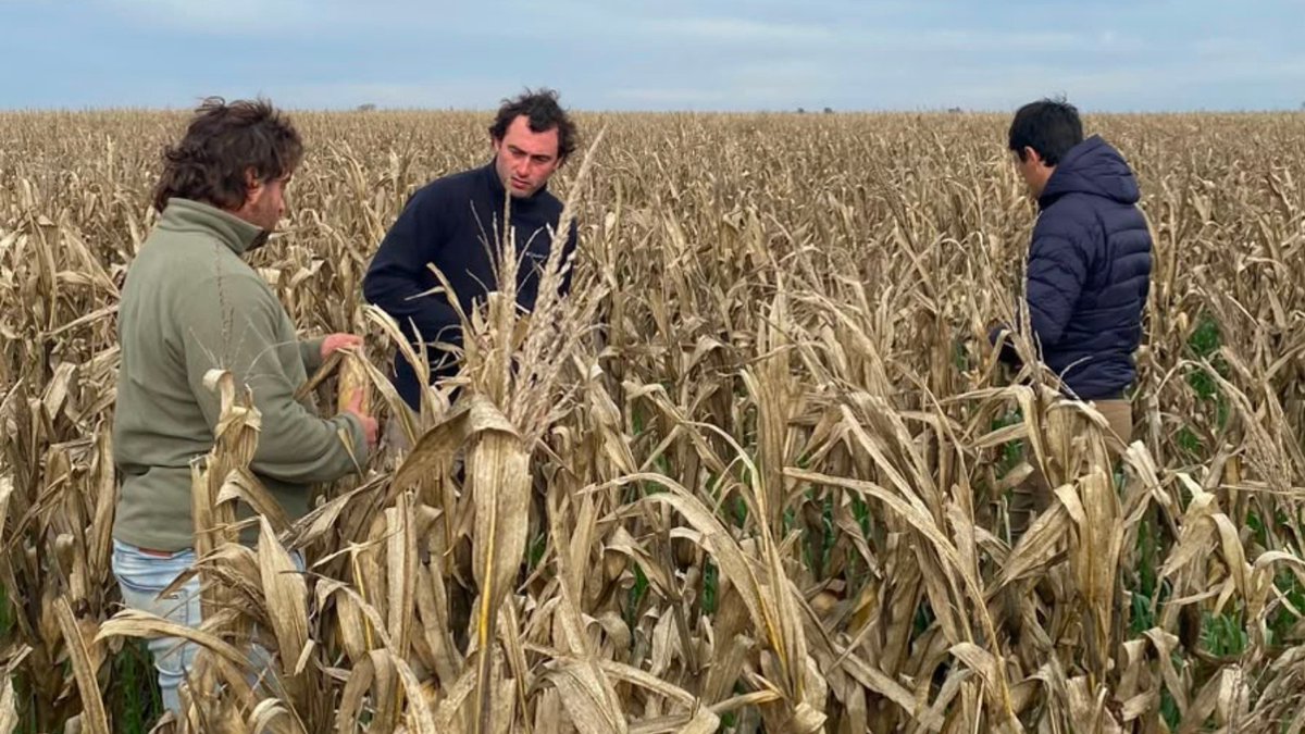 nutralmix_srl's tweet photo. #DeRecorrida por La Pampa 👉🏻Comenzamos en Mauricio Mayer, continuamos en Colonia Barón y finalizamos con 2 productores de Quemú Quemú
¡Visitas como estas nos permiten acompañar a los productores con propuestas concretas, adaptadas a cada realidad productiva! 🙌🏻💪🏻 https://t.co/ta4YDWSeHA
