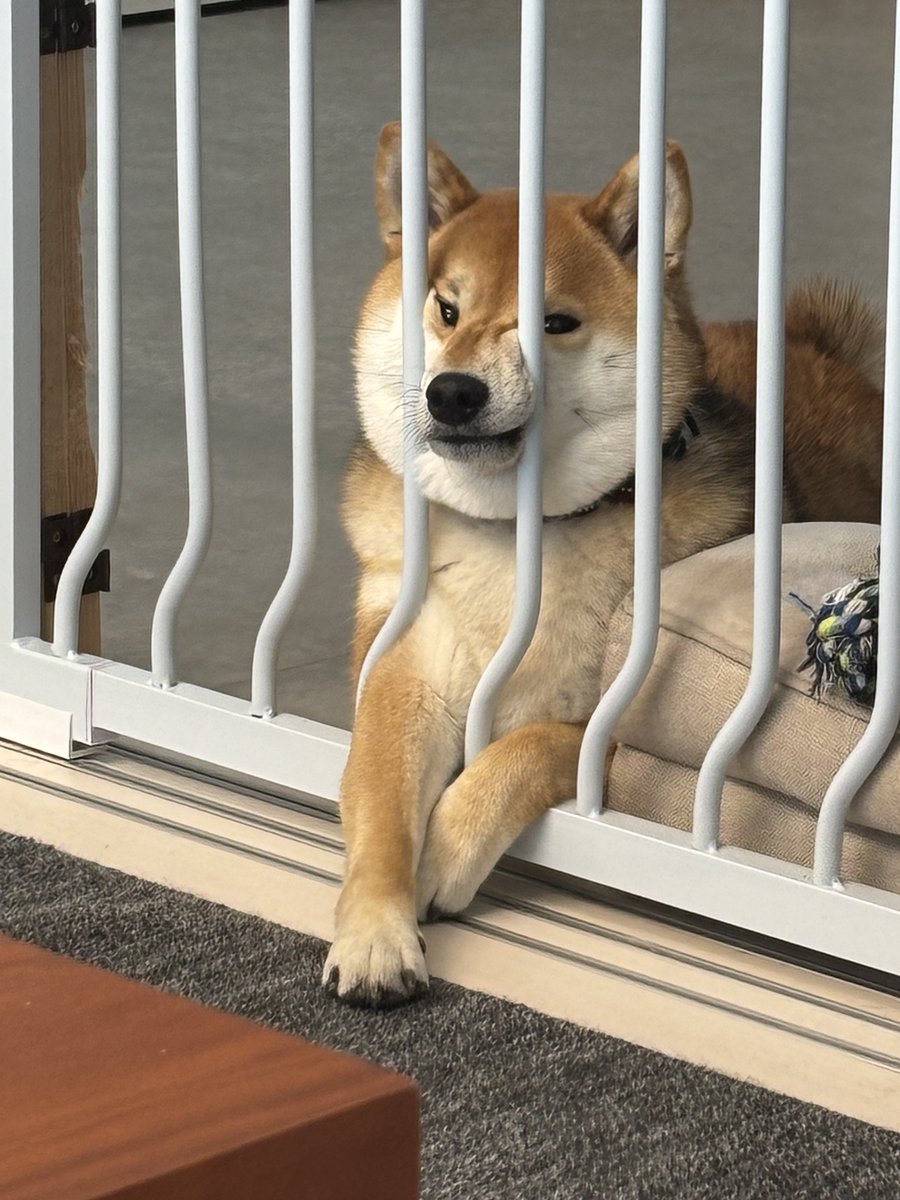 Sibamata0301's tweet photo. 散歩行きたい https://t.co/roLJlrAsGM