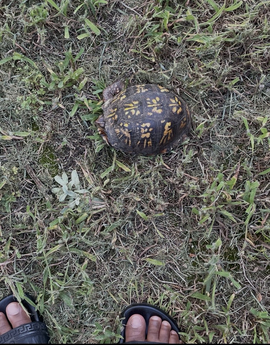 MrSoul2Sole's tweet photo. I found a box turtle 🐢 in my backyard. Hope he doesn’t try to nip at my toes 😗 https://t.co/Ft9pXpEpOM