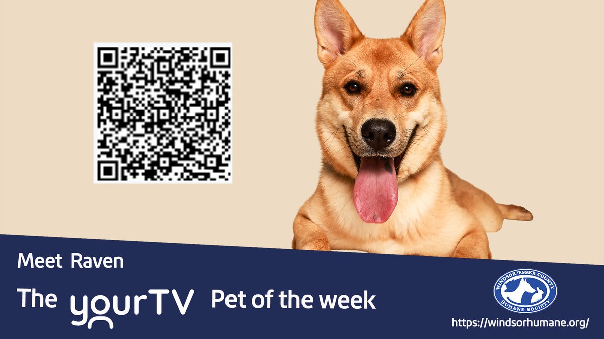 yourtvwindsor's tweet photo. Meet Raven the yourtv pet of the week! 

To adopt them or for more information please follow the QR code or follow the link below:  https://t.co/tZV3Xxsd8N

@windsorhumane

#petoftheweek  #yourtv #trulylocal #windsorhumanesociety #yqg https://t.co/LxhJg3PeD5
