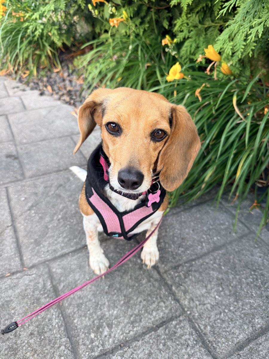 Roadsheaux's tweet photo. Juneaux is patiently awaiting her Good Girl Chicken at Ruff Life on the Lake!  #GenevaOnTheLake #GOTL #DogFriendly #BringFido https://t.co/vXkOR50qGT