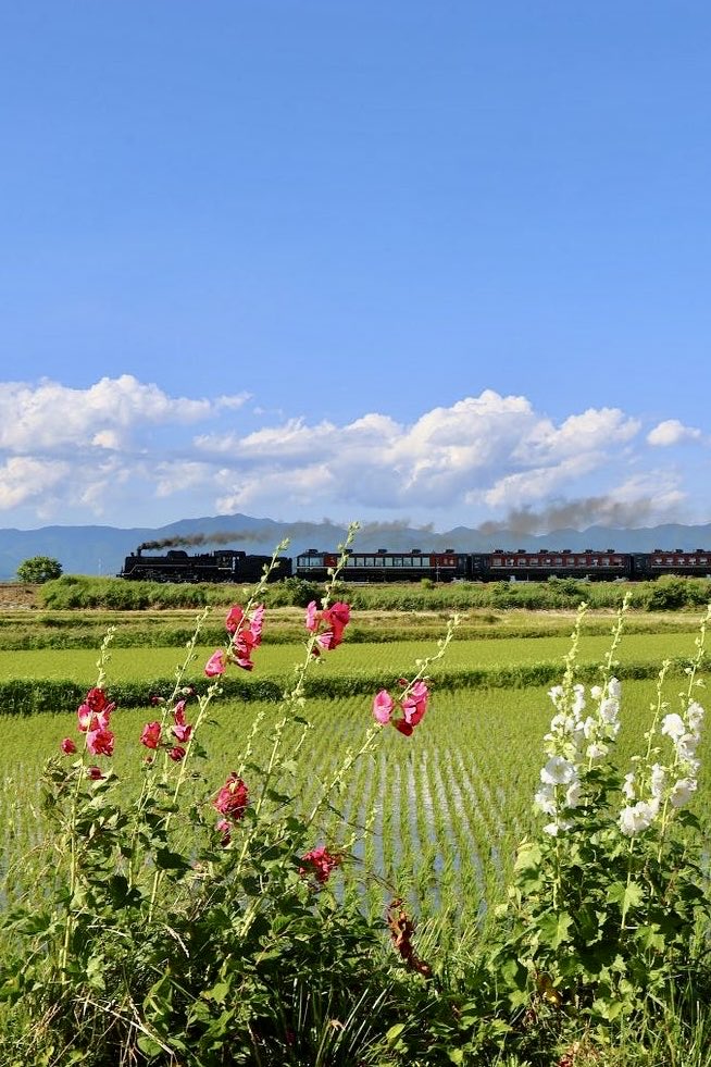 D51124's tweet photo. 磐越西線の「ＳＬばんえつ物語」🚂、ピンクと白のタチアオイが咲く舞台田の直線を行きます。
喜多方→山都　　2026/6/12   15:58📷
　　　　https://t.co/TpsR5zRNNB😊
#蒸気機関車 #磐越西線 #ＳＬばんえつ物語 #C57 #山都 #喜多方市 #舞台田 #タチアオイ #福島県 https://t.co/oCre8Rz0cX