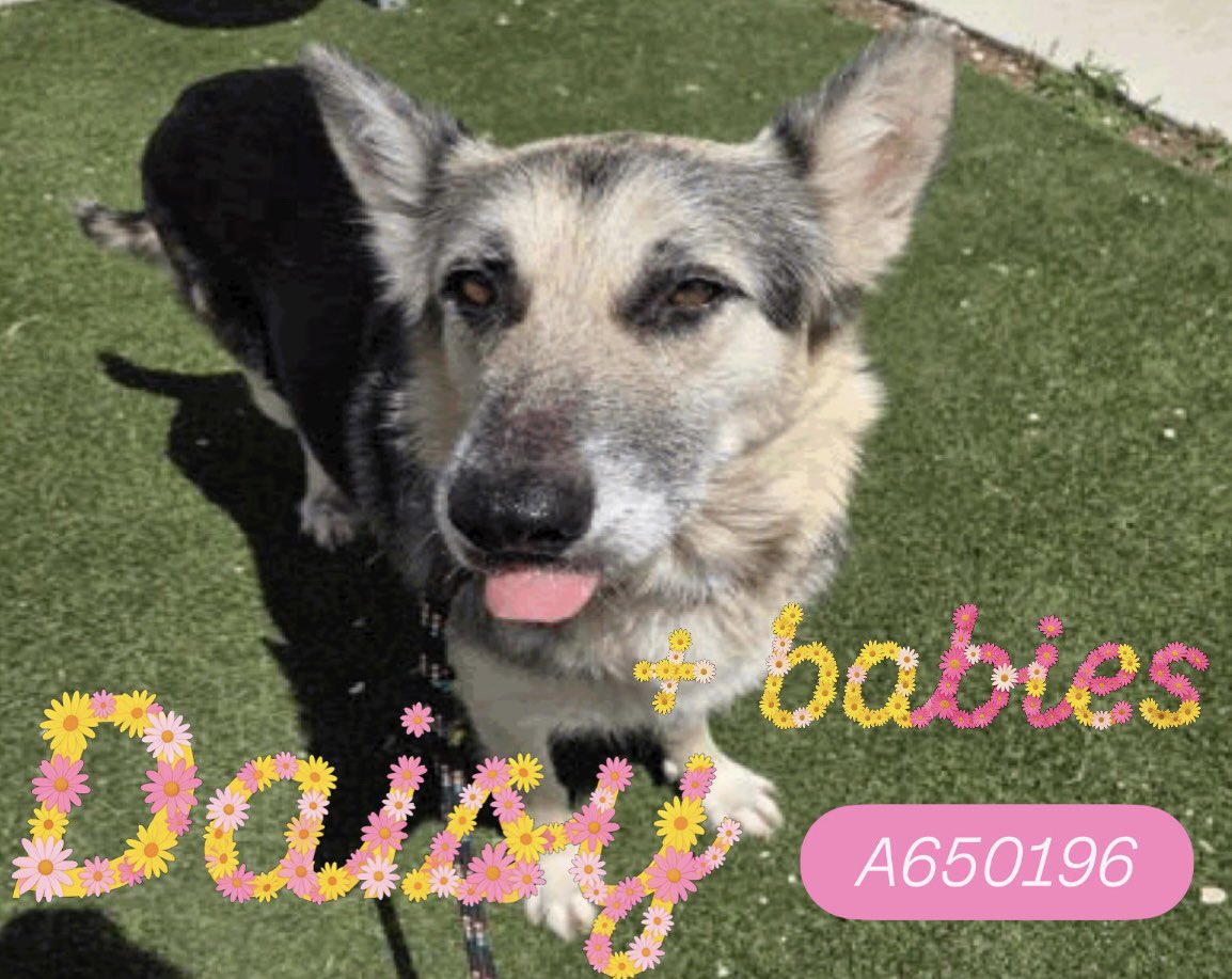 _taysmyoxygen1d's tweet photo. 🆘 #GERMANSHEPHERD DOG MOM &amp; HER 5 BABIES TO BE KILLED TMW 6.30 BY #SANANTONIO ACS #TEXAS

 DAISY 🌼 #A650196 +5
4.5yo

🚸Actively nursing litter 
#Rescue &amp;/or #Foster all only 📧acsrescue-foster@sanantonio.gov &amp; ☎️210-207-6669

Dog friendly &amp; sweet💘
#PledgeForRescue 🙏🏼 https://t.co/3ZVLSbTN1y