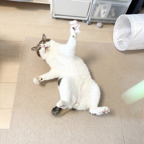 catsitterLien's tweet photo. フリフリフリフリ🐾

#猫 #猫好きさんと繋がりたい #猫のいる暮らし #お留守番猫さん  #キャットシッターりあん

 #キリコちゃん https://t.co/ndSs6yCMcy