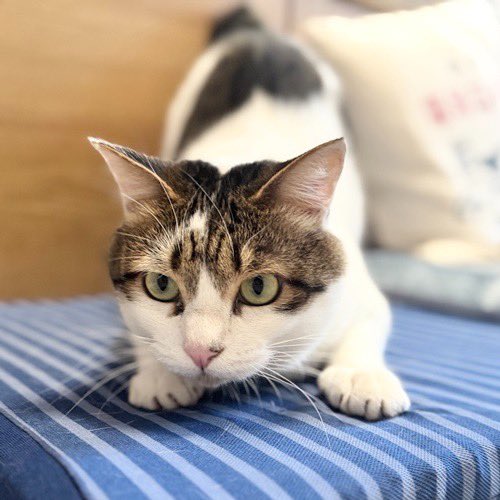 catsitterLien's tweet photo. フリフリフリフリ🐾

#猫 #猫好きさんと繋がりたい #猫のいる暮らし #お留守番猫さん  #キャットシッターりあん

 #キリコちゃん https://t.co/ndSs6yCMcy