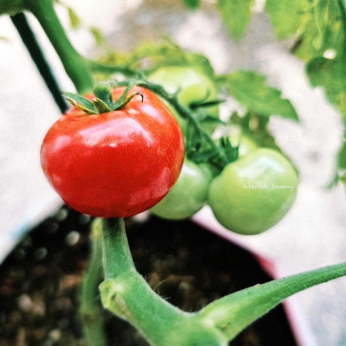 _Tammy___'s tweet photo. 中🍅 https://t.co/EVcvgjguWe