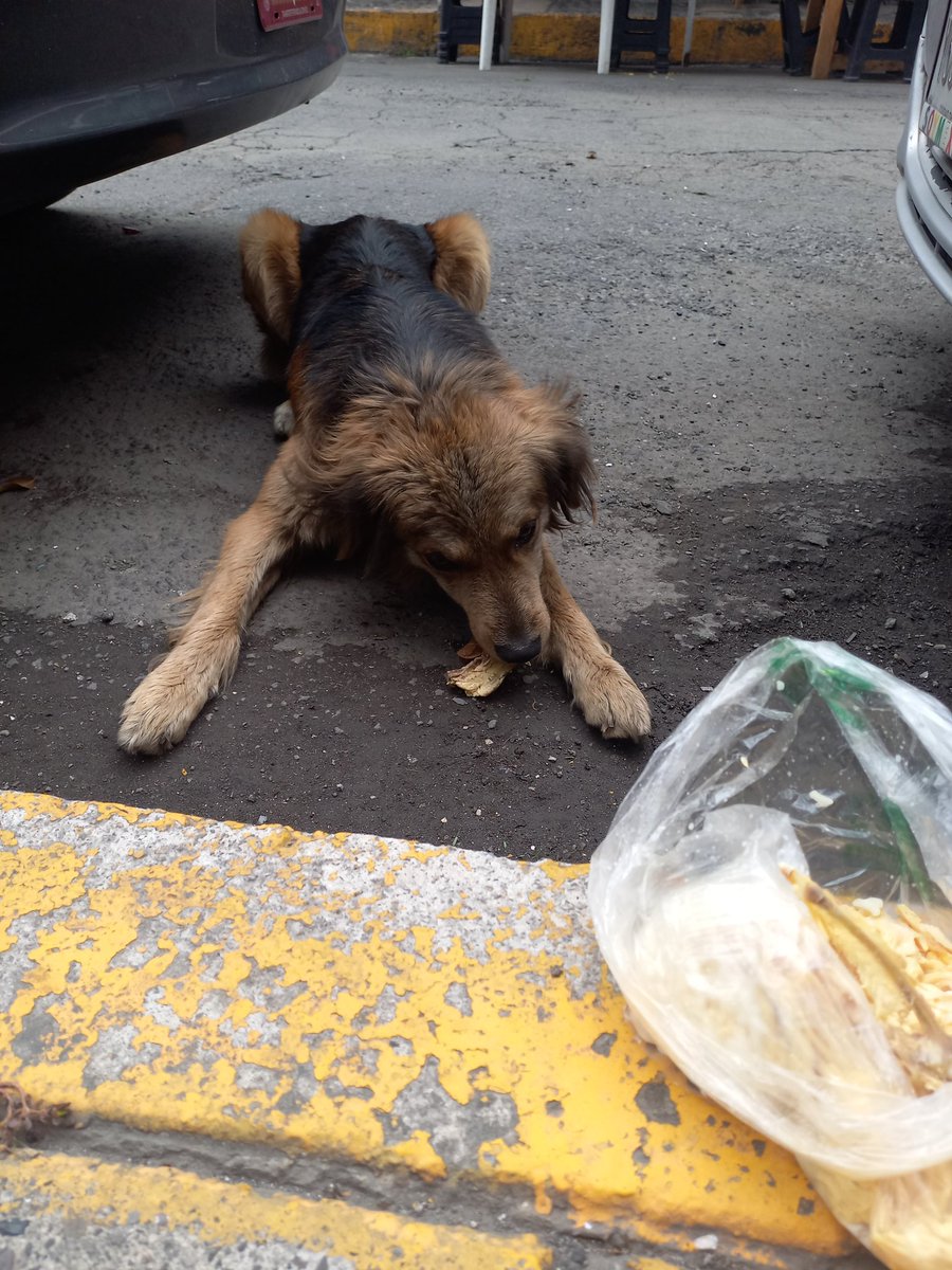 Kimi_and_Ari's tweet photo. @MetroCDMX @ctcdelmetro 
@MetroCDMX  podrían ayudarme, lo encontré hoy junto al metro olivos en la calle panal, ya le di de comer y de beber https://t.co/5tHi9yzuIX