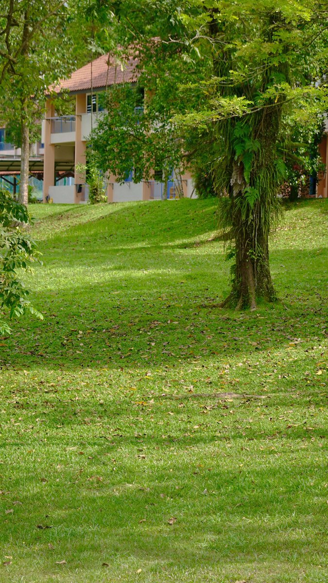COSYCOSY258's tweet photo. 關於南洋理工大學（十二）

About “NTU” 12

#singapore #life #photography #travel #art https://t.co/wFJPEFakrp