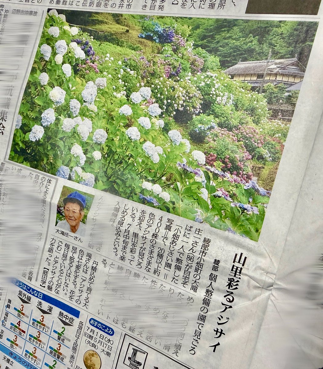 AyabeMainichi's tweet photo. 本日の毎日新聞 丹波・丹後版の記事です。
個人で管理されているアジサイですが圧巻です。

＃綾部 
＃小畑
＃アジサイ
＃紫陽花
＃梅雨
＃京都
＃丹波 
＃丹後 
＃毎日新聞 
＃日経 
＃スポニチ 
＃試読歓迎 
＃新聞配達 
＃海の京都　
＃山の京都 https://t.co/VEZf1xTbzR
