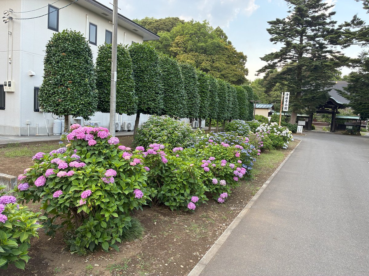🌸岩槻区コミュニティ課から季節の便り🌸 岩槻区の浄国寺では