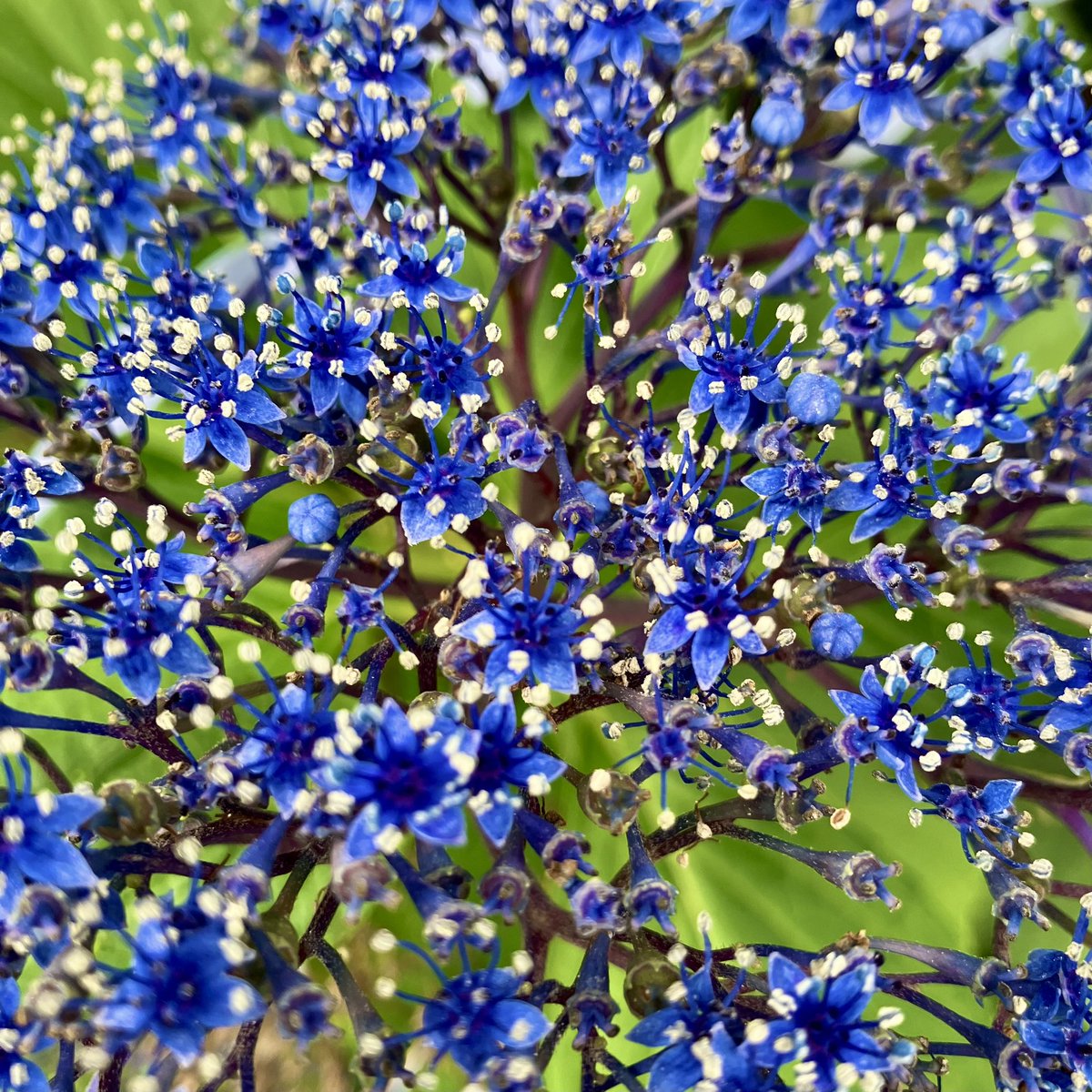 intrder's tweet photo. 今朝撮った
ガク紫陽花の生き残り
プチプチ真花も青々
#紫陽花　#ガクアジサイ　#Hydrangea https://t.co/5dKLAeJccY