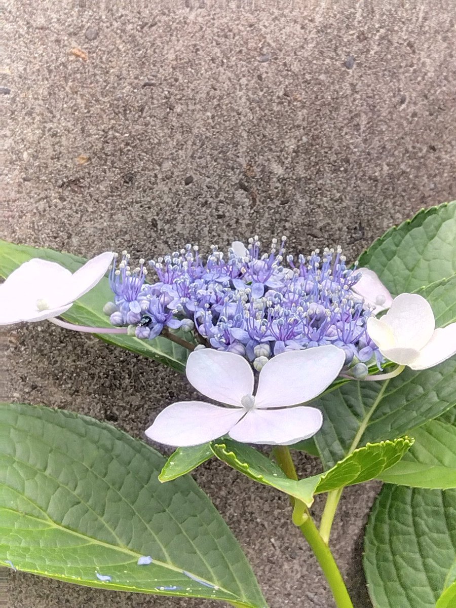 yamanase's tweet photo. 今日の額紫陽花。 https://t.co/asCWa5erHg
