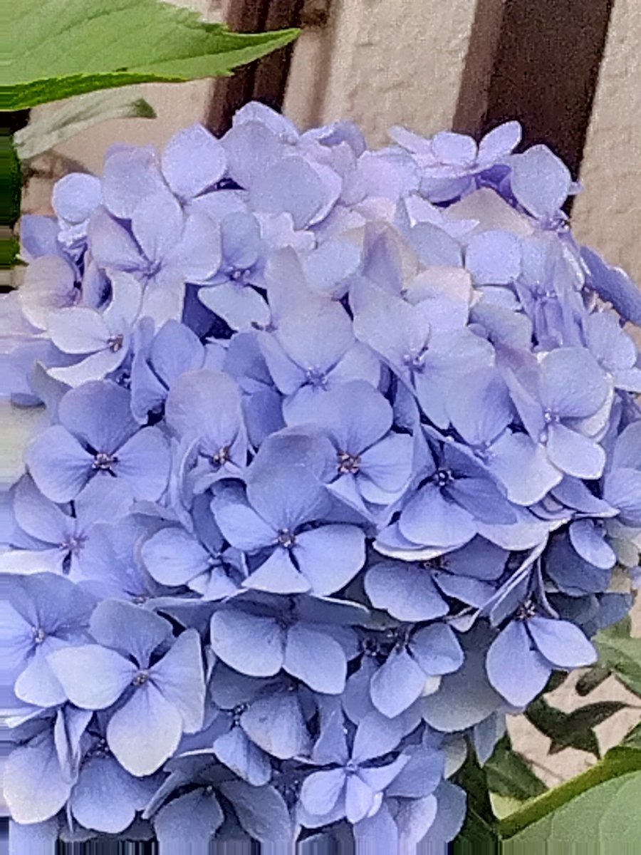 yamanase's tweet photo. 今日の庭の紫陽花。 https://t.co/DjZ9WviaqD