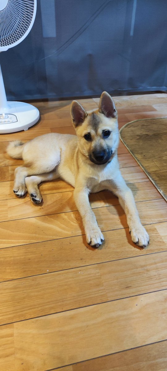 kiakata10's tweet photo. 更に成長中。現体重7kg弱。もうすぐ散歩デビュー🐶不安しかない https://t.co/Kjj9Olj7hb