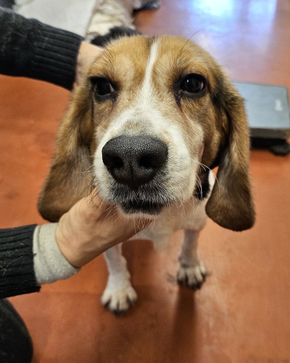 beaglefreedom's tweet photo. RESCUE IN PROGRESS! 🐶❤️‍🩹 After spending the first 5 years of his life in animal testing, Dakota’s finally getting his freedom. 🥹

Your support made this rescue possible. 

Please help us give the medical care, love, and second chance he deserves: https://t.co/cPj87Jh3an ❤️✨ https://t.co/Zdv5hqippZ