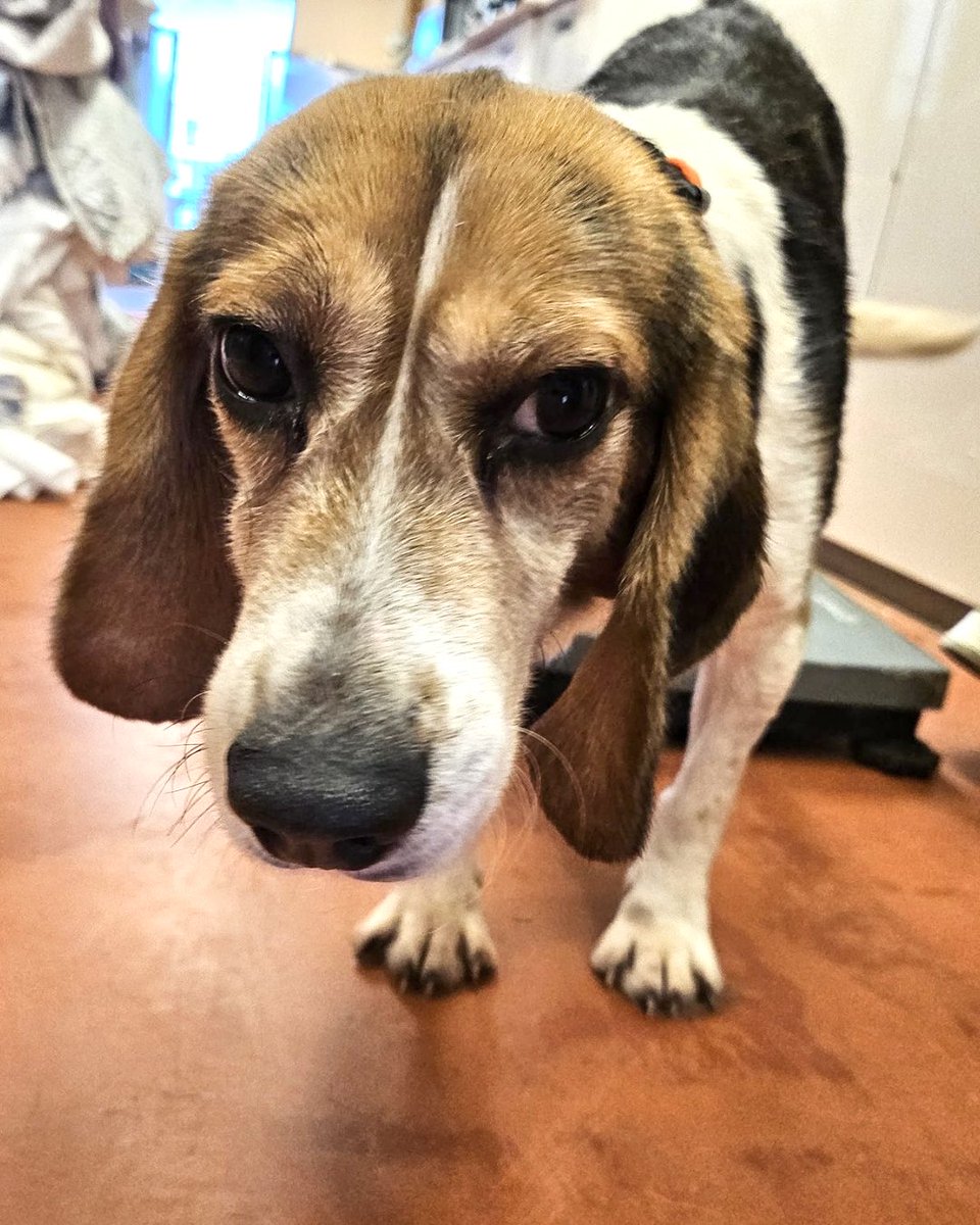 beaglefreedom's tweet photo. RESCUE IN PROGRESS! 🐶❤️‍🩹 After spending the first 5 years of his life in animal testing, Dakota’s finally getting his freedom. 🥹

Your support made this rescue possible. 

Please help us give the medical care, love, and second chance he deserves: https://t.co/cPj87Jh3an ❤️✨ https://t.co/Zdv5hqippZ
