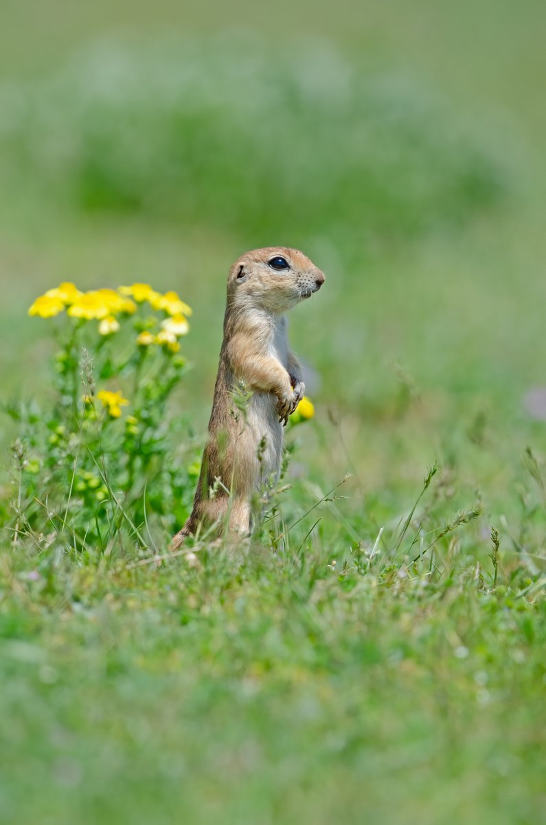 F_Pillinini's tweet photo. so cute https://t.co/ac2N3EwLa9