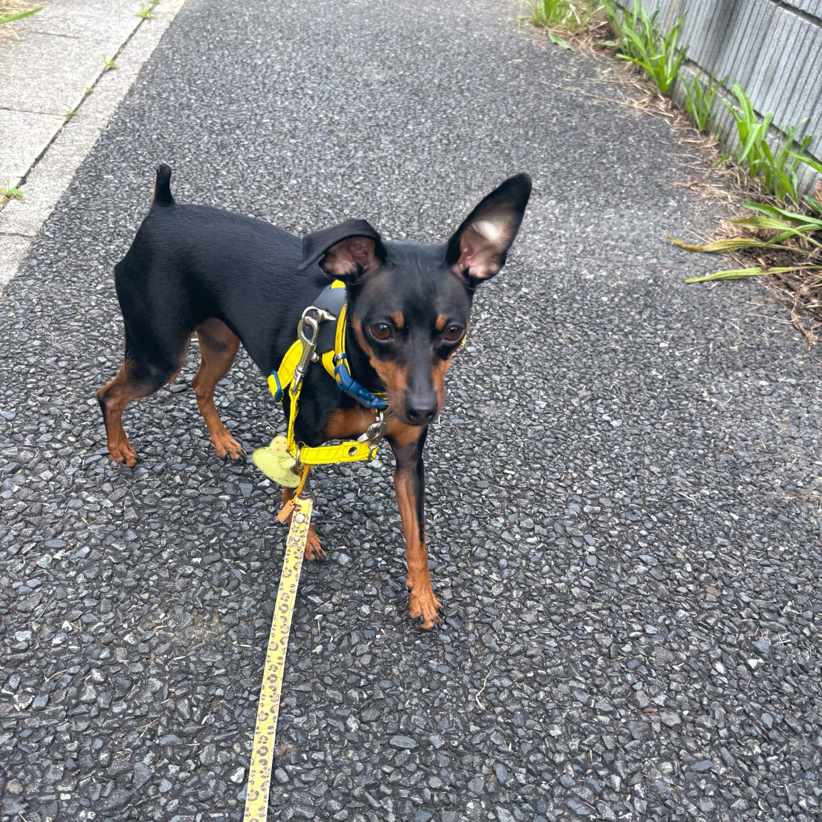 vallaco's tweet photo. 今朝のギャル。 https://t.co/chA2MWFU0e