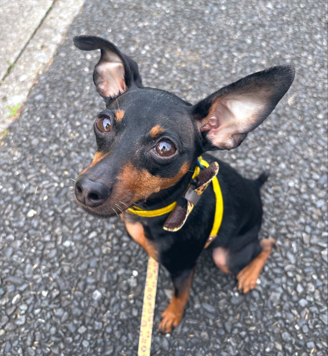 vallaco's tweet photo. 今朝のギャル。 https://t.co/chA2MWFU0e