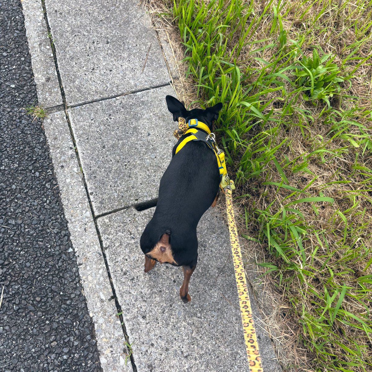 vallaco's tweet photo. 今朝のギャル。 https://t.co/chA2MWFU0e