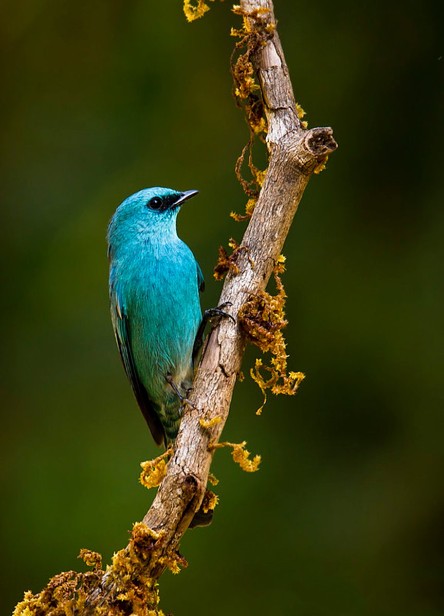 F_Pillinini's tweet photo. beautiful birds https://t.co/d207pR4awK