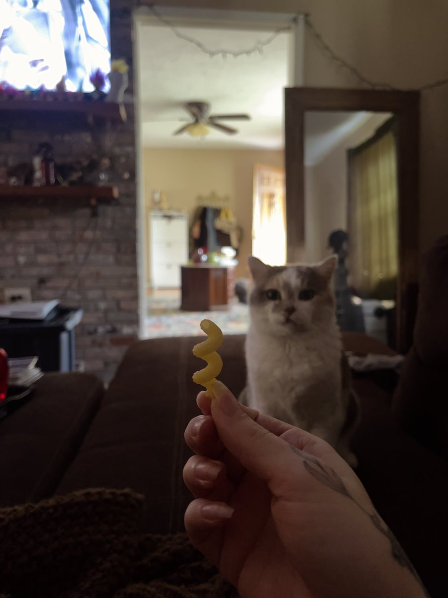 buggirl's tweet photo. kitty brought me this cavatappi https://t.co/gRmd2ooHBP