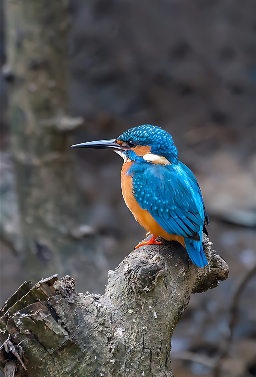 F_Pillinini's tweet photo. beautiful birds https://t.co/vsFy86t8tR