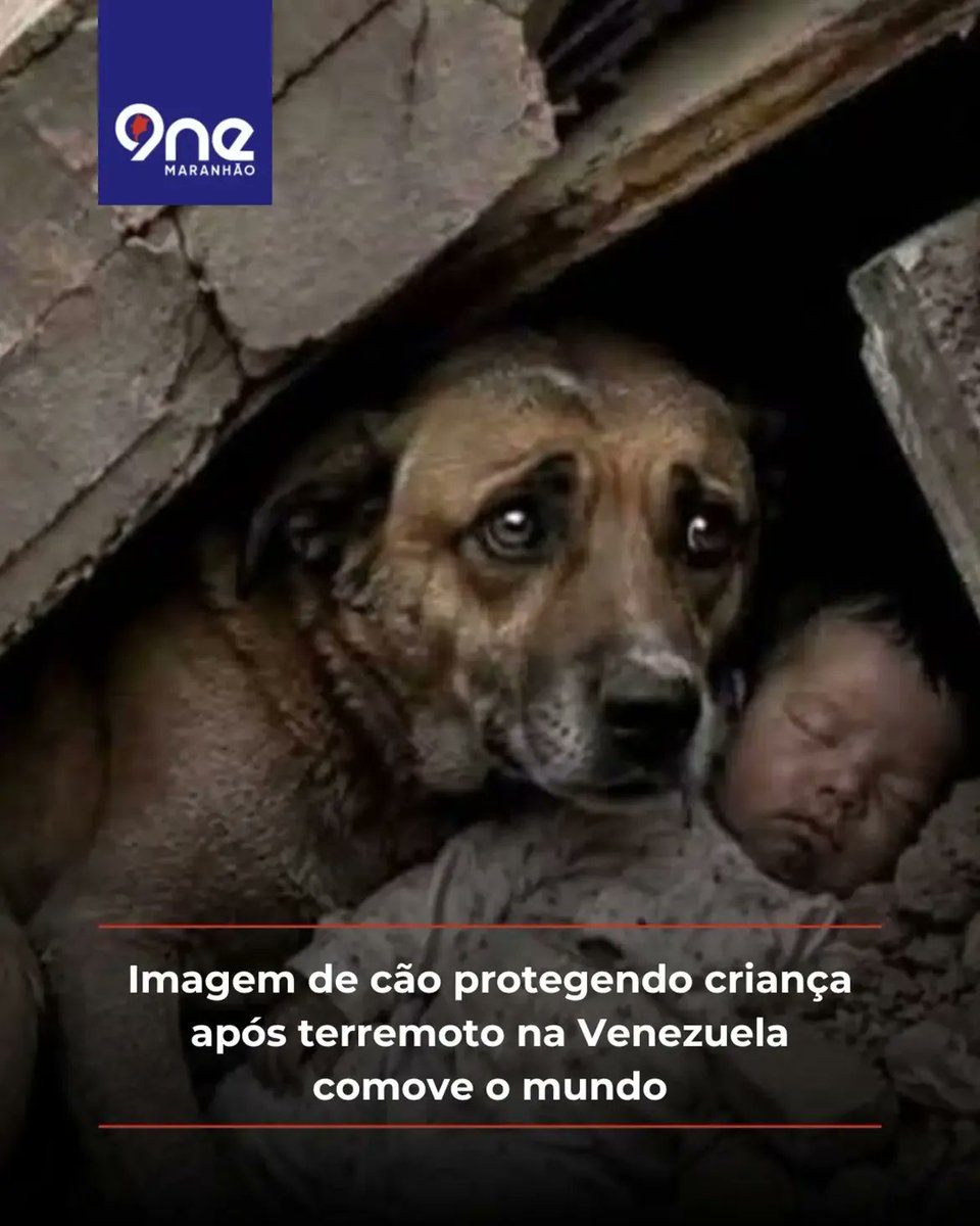 MachadoDarlon's tweet photo. 🐕 🇻🇪/ PROTEÇÃO​‼️ - 📷 Uma imagem emocionante, que circula intensamente pelas redes sociais, renovou as esperanças diante da tragédia causada por terremotos que atingiram a Venezuela. O registro mostra um cão que, mesmo em meio aos escombros de uma estrutura colapsada, permaneceu imóvel sobre uma criança, servindo como um escudo humano para protegê-la. Equipes de resgate relataram que o animal resistiu a se afastar do menino até ter a certeza de que ele também seria salvo, em um ato de lealdade que rapidamente viralizou e despertou reflexões sobre compaixão e instinto animal.​A cena, capturada por Reinier Neapol, tornou-se um símbolo de resistência em meio ao cenário de destruição que o país enfrenta. Enquanto a história desperta debates sobre a natureza do gesto — se um milagre ou a pura demonstração de instinto protetor —, o foco principal permanece na necessidade urgente de apoio à nação venezuelana. O relato serve como um lembrete de que, mesmo em circunstâncias extremas, a solidariedade e a esperança conseguem persistir, mobilizando pessoas ao redor do globo em busca de formas de auxílio e conforto às vítimas.
